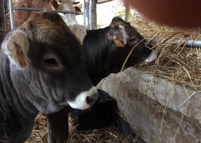 Degli Olivi Feriegård