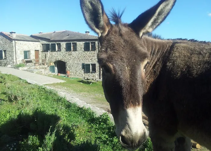 Degli Olivi