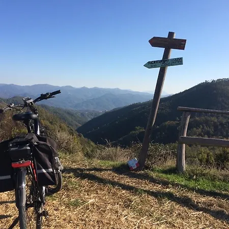 Degli Olivi