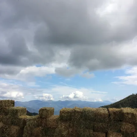 Degli Olivi