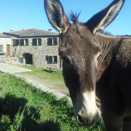Degli Olivi