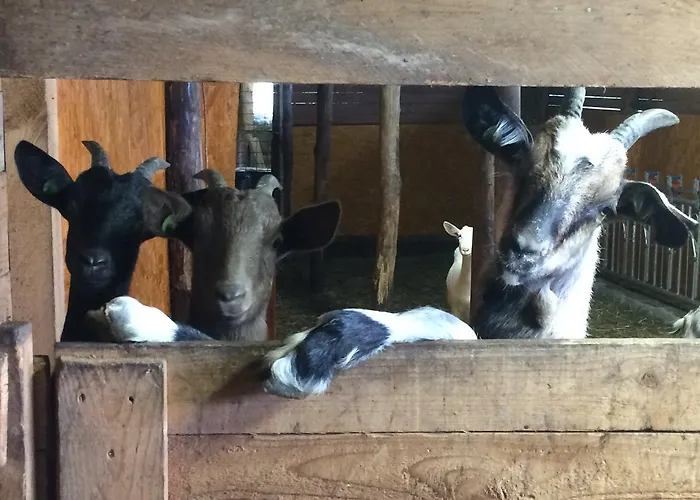 Degli Olivi Farmház