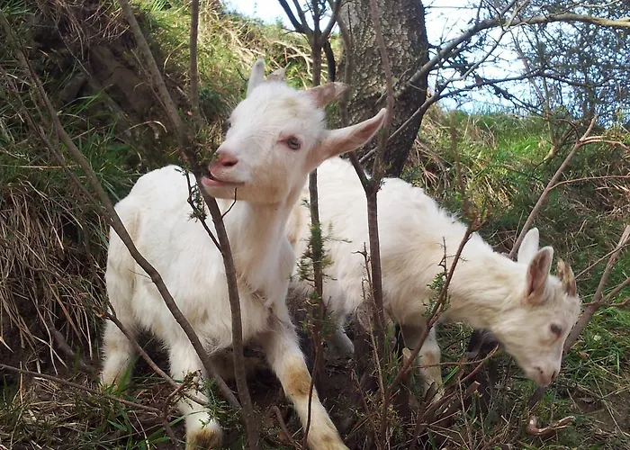 Degli Olivi * Levanto