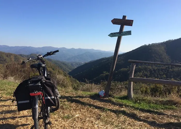 Degli Olivi