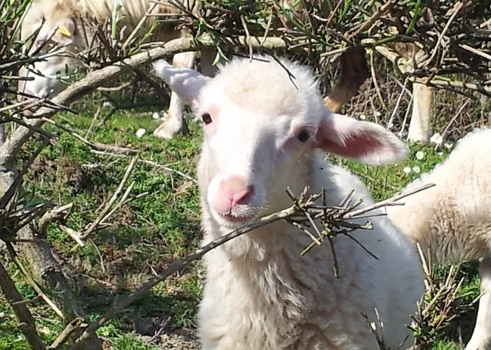 Degli Olivi Farmház *