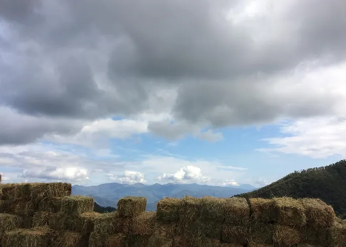 Degli Olivi
